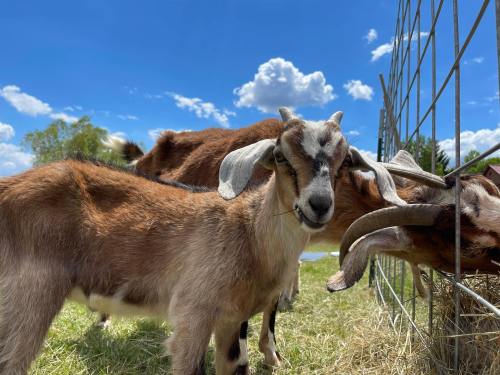 A close-up of a goat with floppy ears, standing in a grassy area with other goats and a blue sky in the background.