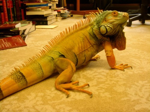 A colorful iguana with vibrant green and orange scales, sitting on a carpeted floor surrounded by books.