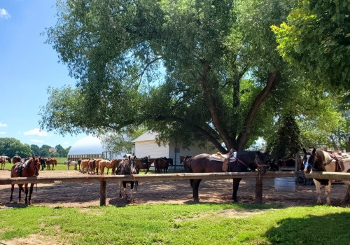 A sunny farm scene with several horses tied to a fence under a large tree, with a barn in the background.