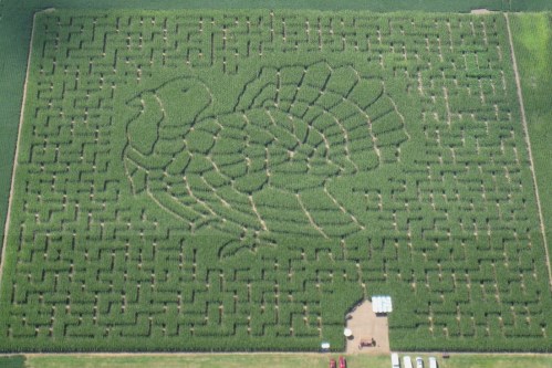 Aerial view of a corn maze shaped like a turkey, surrounded by green fields and a small parking area.