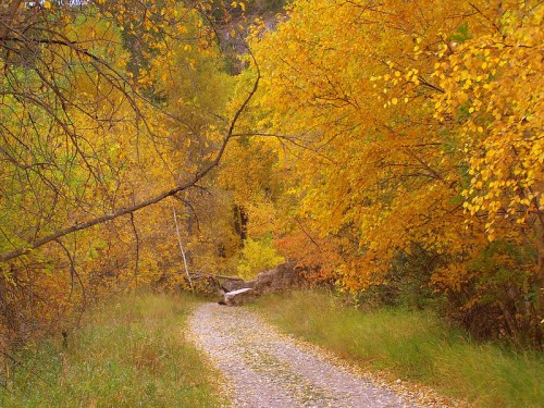 A winding path through a vibrant autumn landscape filled with golden and orange leaves.