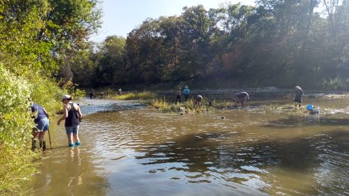 People wading in a river, collecting plants and debris, surrounded by trees and a clear blue sky.