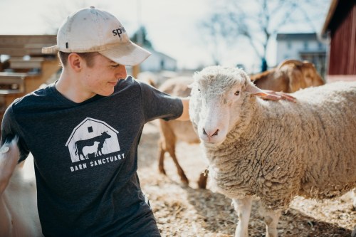A young man in a gray shirt gently pets a sheep in a barnyard setting, surrounded by other animals.
