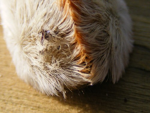 Close-up of a furry animal paw with orange and white fur, showing texture and small details on a wooden surface.