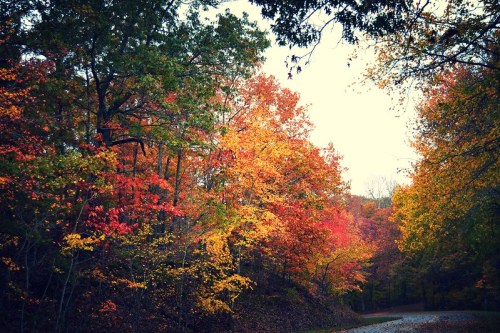 Vibrant autumn foliage in shades of red, orange, and yellow along a winding path in a serene forest.