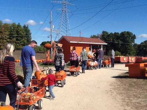 A line of people pulling wagons filled with pumpkins at a pumpkin patch on a sunny day.