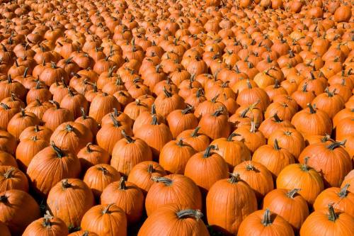 A vast field filled with numerous bright orange pumpkins, creating a vibrant autumn scene.