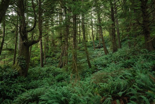 Lush green forest with tall trees and dense ferns covering the ground, creating a serene, natural atmosphere.
