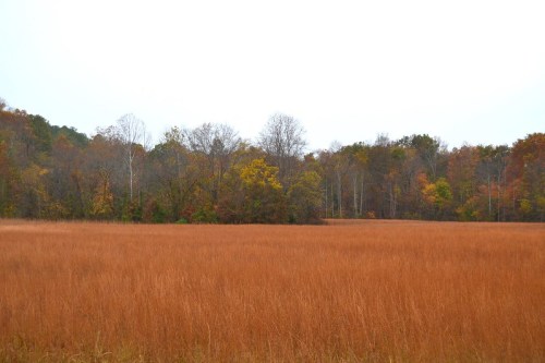 A wide field of tall, golden grass with a backdrop of trees displaying autumn colors under a gray sky.