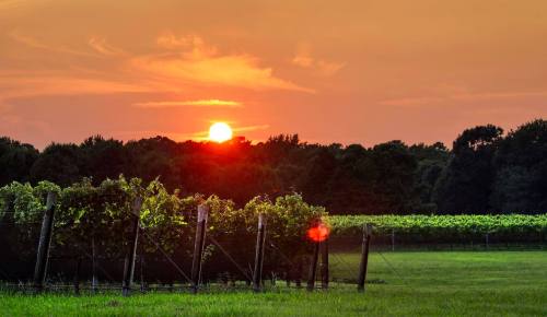 A sunset over a vineyard, with rows of grapevines and a lush green field in the foreground.