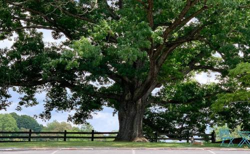 A large, leafy tree stands beside a wooden fence, with a cloudy sky in the background.