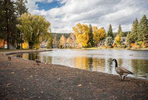 A serene lakeside scene with geese, colorful autumn trees, and a cloudy sky reflecting on the water.