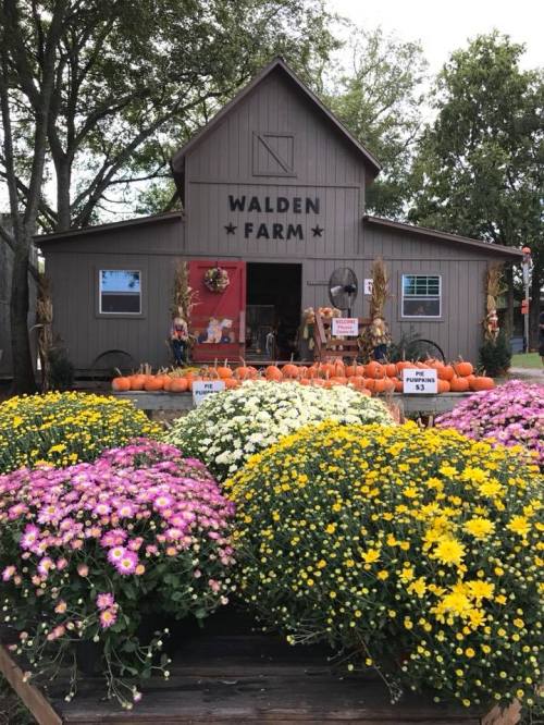 A rustic farm building with pumpkins and colorful mums in front, labeled "Walden Farm." Trees in the background.