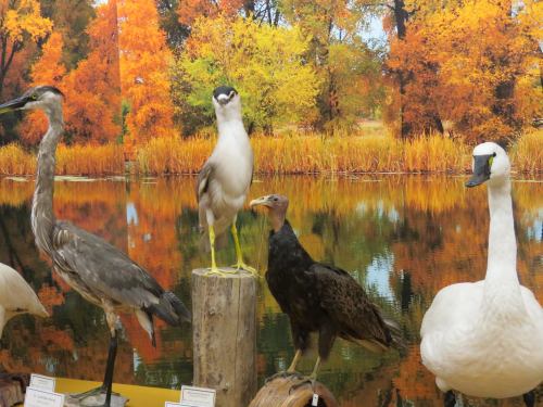 Four birds displayed in front of a colorful autumn landscape, reflecting in a calm body of water.