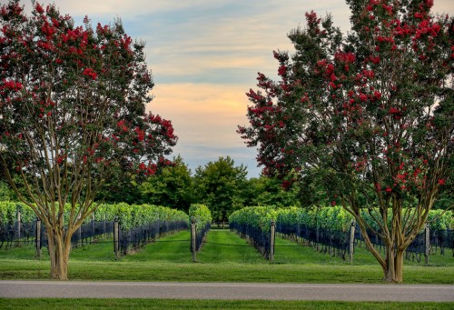 A scenic vineyard lined with green grapevines, framed by flowering trees under a colorful sky at sunset.