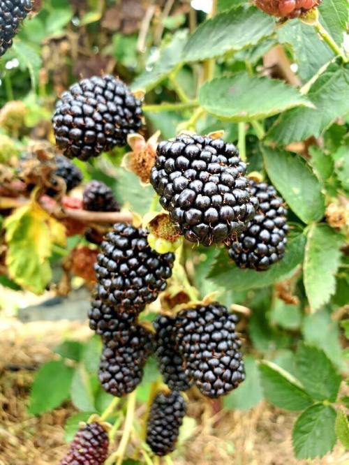 Close-up of ripe blackberries growing on a vine, surrounded by green leaves.