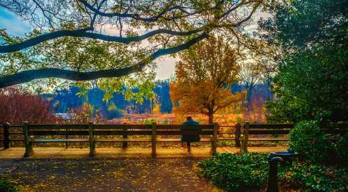 A person sits on a bench under a tree, overlooking a colorful autumn landscape at sunset.