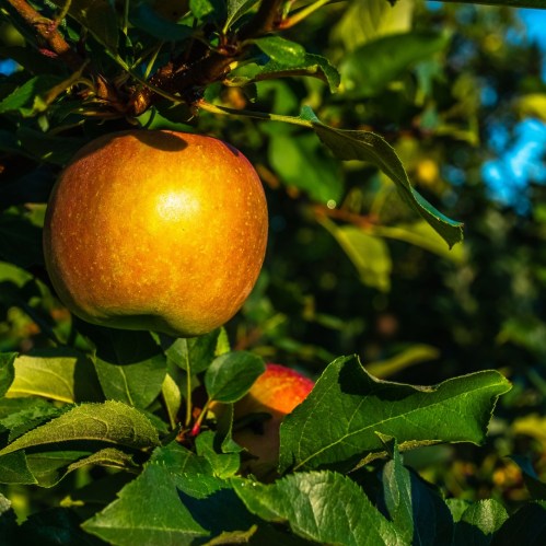 A close-up of a golden apple hanging from a tree branch, surrounded by green leaves.
