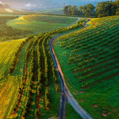 Aerial view of rolling green hills with rows of trees and a winding dirt path under a clear blue sky.