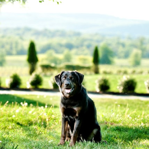 A black dog sitting on grass with a scenic landscape of trees and hills in the background.