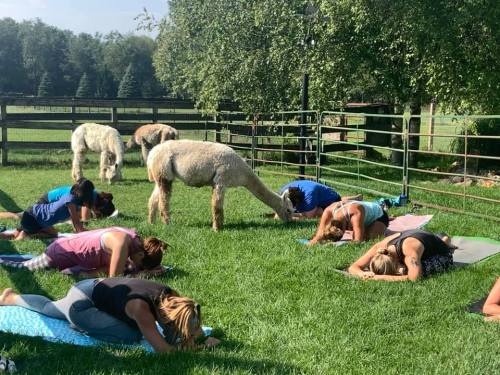 A group of people practicing yoga on mats outdoors, with alpacas grazing nearby in a green field.