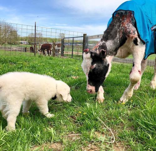 A white puppy curiously approaches a cow wearing a blue blanket in a grassy farmyard.