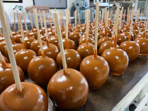 A close-up of numerous caramel apples on a table, each with a wooden stick inserted.