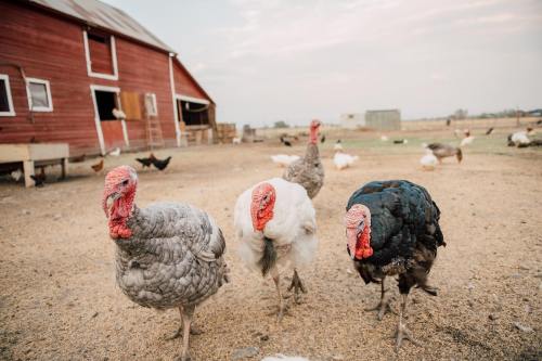 Three turkeys walk across a farmyard with a red barn in the background and other birds scattered around.