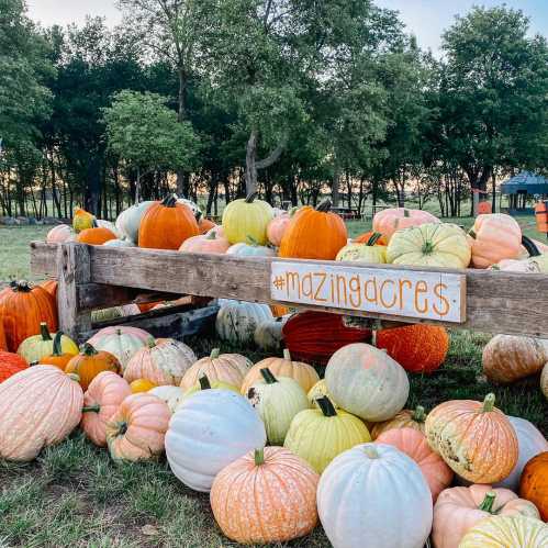 A wooden display of colorful pumpkins at a farm, with trees and a sunset in the background.