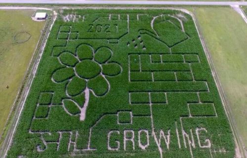 Aerial view of a corn maze featuring a flower, watering can, and the text "Still Growing 2021."
