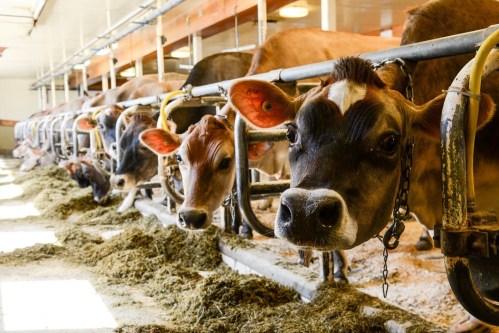 A row of cows in a barn, eating hay from troughs, with bright lighting and a clean environment.