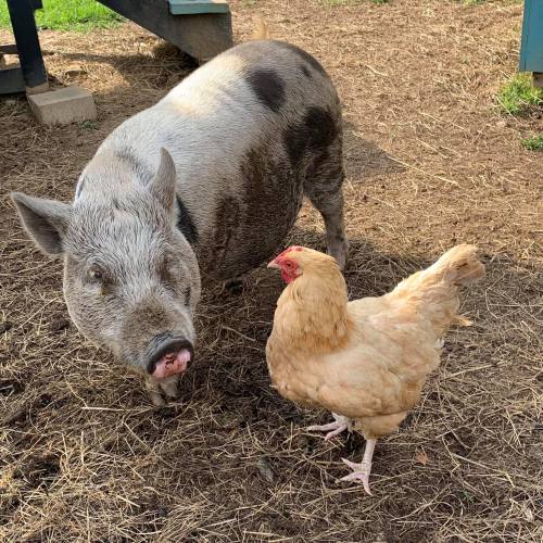 A pig and a chicken stand together on a grassy area, surrounded by straw.
