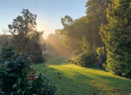A serene landscape with morning sunlight filtering through trees, illuminating a grassy path in a misty garden.