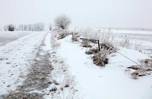 A snowy landscape with a path, frosted grass, and bare trees under a gray sky.