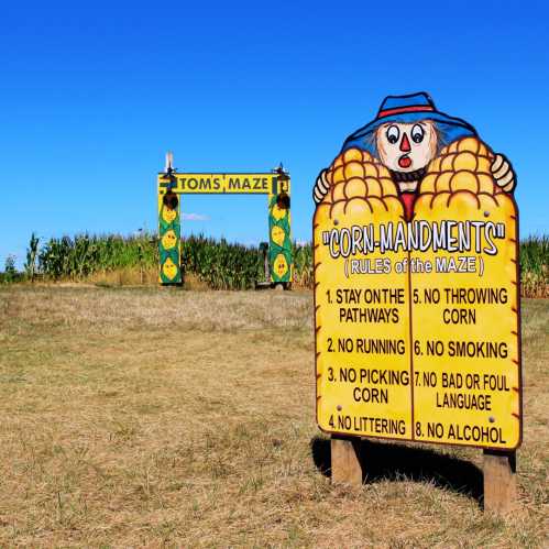 A colorful sign at a corn maze listing rules, with a corn-themed design and a maze entrance in the background.