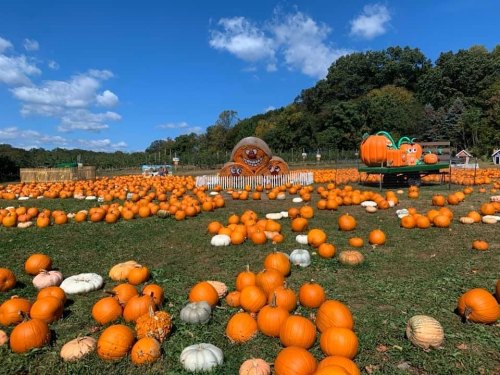 A pumpkin patch filled with orange and white pumpkins under a blue sky with fluffy clouds and a playful pumpkin display.