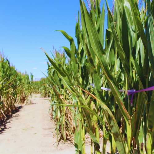 A sunny cornfield with tall green stalks and a clear blue sky, featuring a path between the rows of corn.