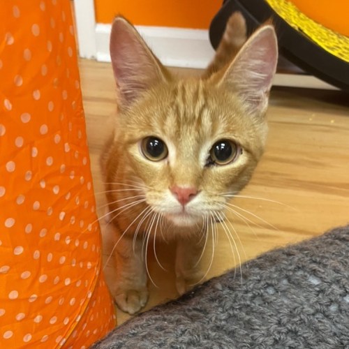 A curious orange kitten with big eyes peeks out from behind an orange polka-dotted object in a cozy room.