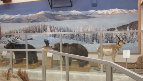 Taxidermy displays of a bear and antelope in front of a snowy mountain mural in a museum setting.