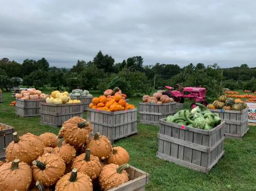 A farm scene with wooden crates filled with various pumpkins and gourds, set against a cloudy sky and green trees.