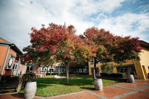 Two vibrant trees with red and orange leaves stand in a courtyard surrounded by buildings and barrels on a cloudy day.