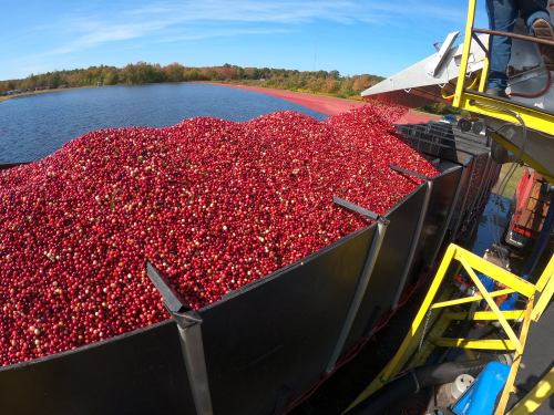 A large container filled with freshly harvested cranberries, with a scenic lake and autumn foliage in the background.