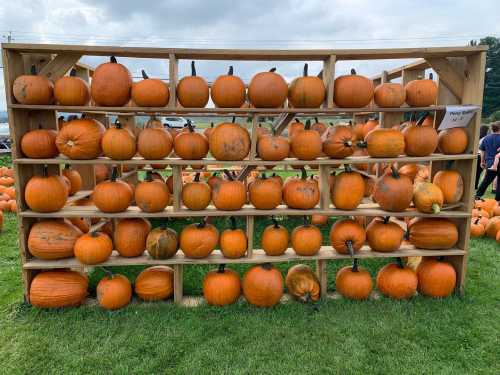 A wooden display rack filled with various pumpkins in different sizes, set on green grass under a cloudy sky.