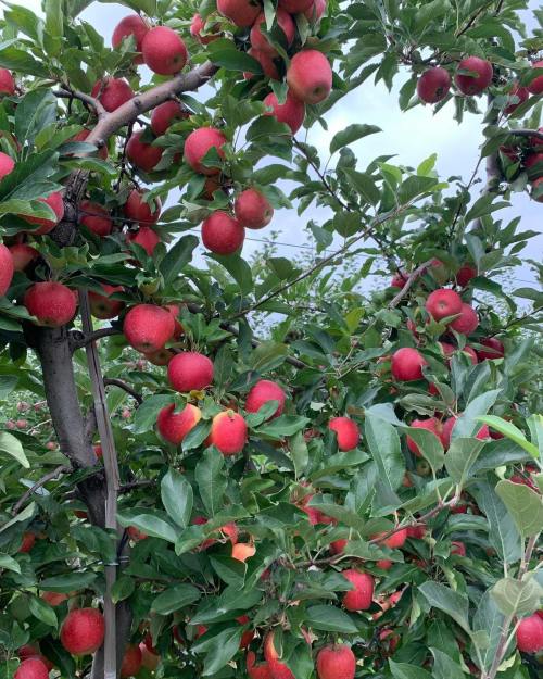 A close-up of a fruit tree laden with bright red apples among lush green leaves.