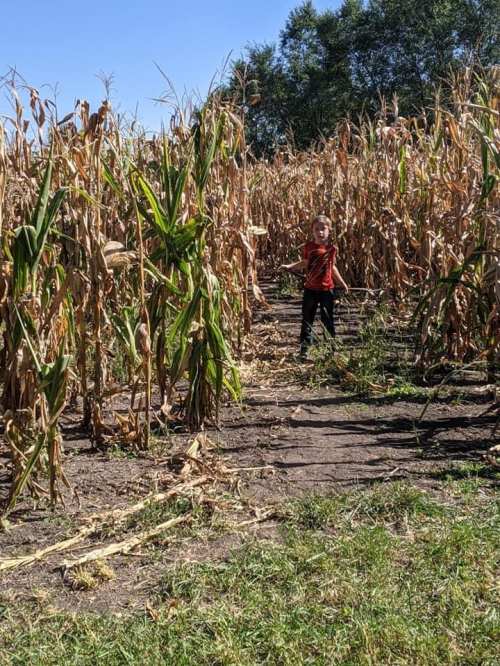 A child stands in a cornfield surrounded by tall, dried corn stalks under a clear blue sky.