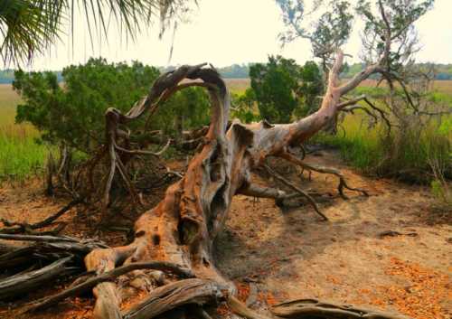 A twisted, weathered tree trunk lies on the ground, surrounded by grass and shrubs in a natural landscape.