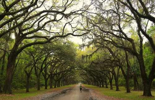 A serene path lined with lush, moss-covered trees creating a natural canopy overhead.