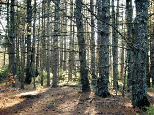 A serene forest scene with tall trees and dappled sunlight filtering through the branches onto the forest floor.