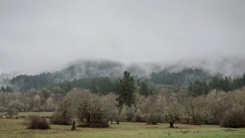 A misty landscape featuring rolling hills, trees, and a cloudy sky, creating a serene, tranquil atmosphere.