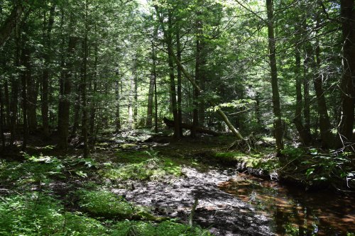 A serene forest scene with lush green trees, a mossy ground, and a small stream reflecting sunlight.